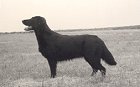 Branchalwood Islay | Flat-Coated Retriever 