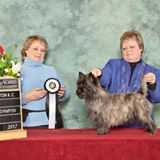 Showme Gracie From Lochlomond | Cairn Terrier 