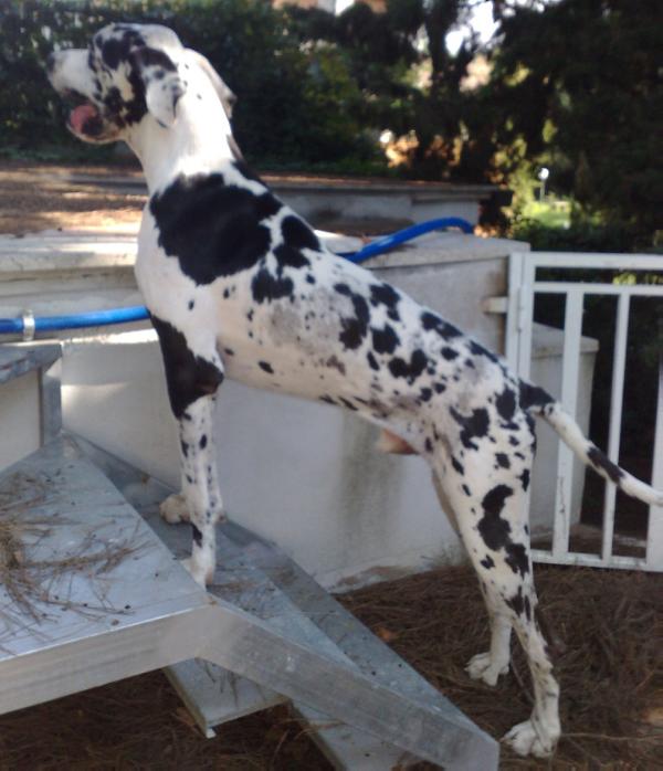 Aramis-A (degli Alani di Castel Porziano) | Great Dane 