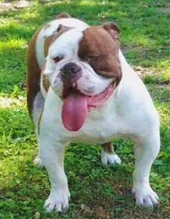 X.S.B.'s Leon Spinxx of S.O.B. | Olde English Bulldogge 