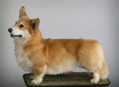 GORDON’S SHELL CLOVER BLOSSOM | Pembroke Welsh Corgi 