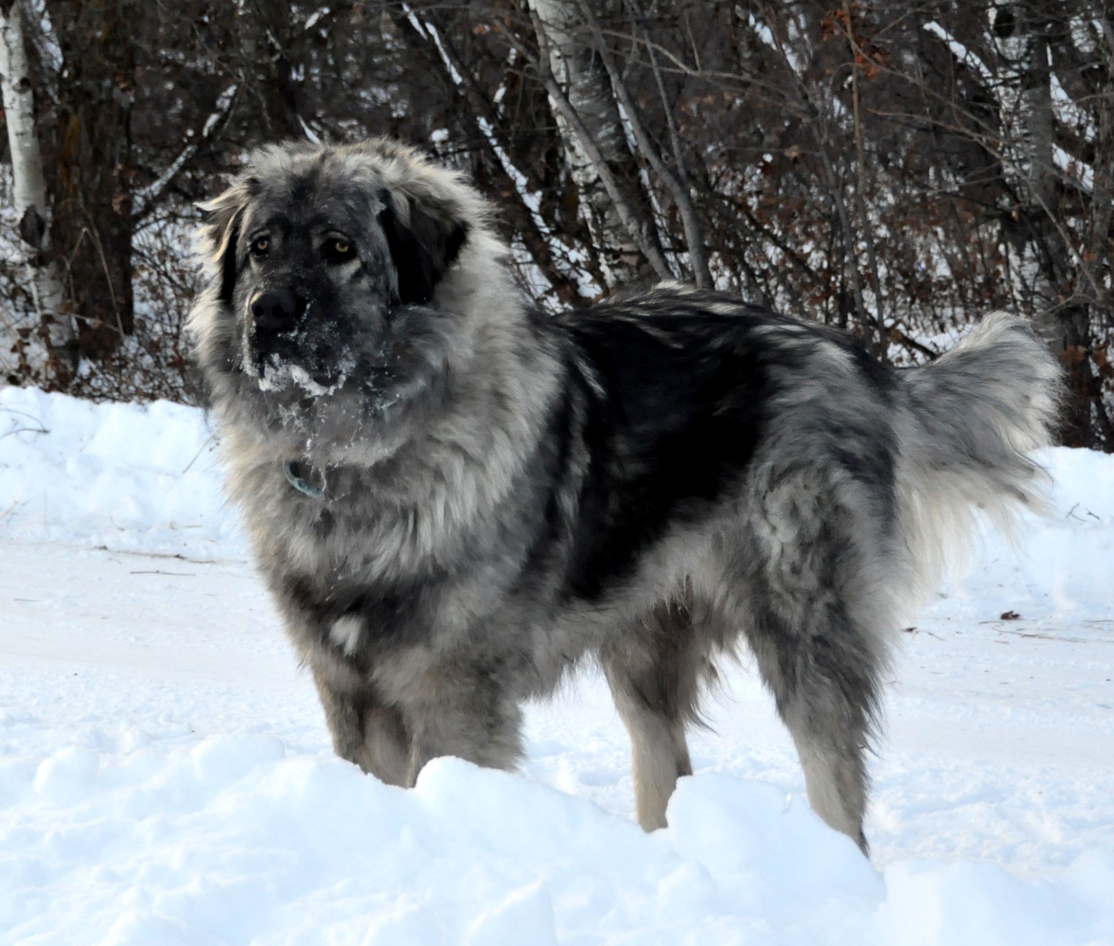 Yugoslavian Shepherd