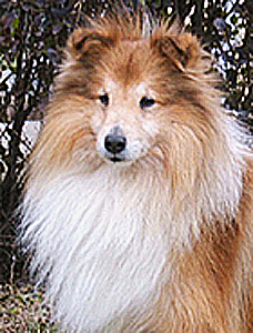 Snabswood Status Symbol | Shetland Sheepdog 