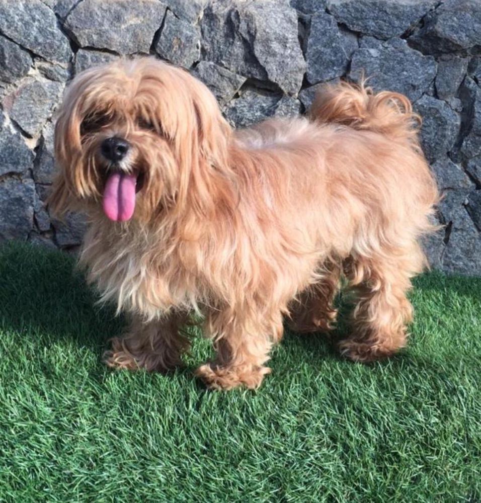 Gizmo of dotly kennel | Lhasa Apso 