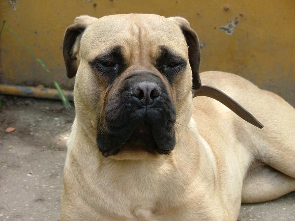 Barbara Bullpass | Bullmastiff 