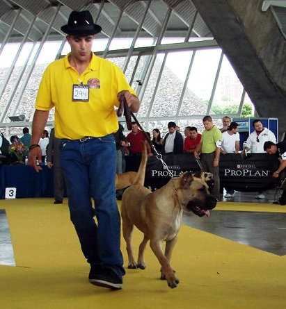 Riana de Volcan Isleno (Rihana) | Perro de Presa Canario 