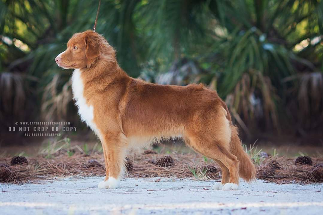 Offshore's Mountain Song DS | Nova Scotia Duck Tolling Retriever 