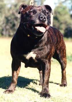 Borstaff All The Rage C.D. | Staffordshire Bull Terrier 