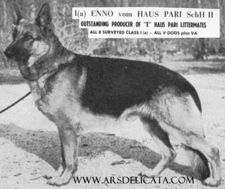 Enno vom Haus Pari | German Shepherd Dog 