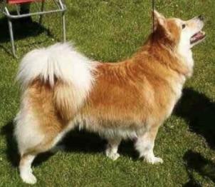 Halgrimm Björt | Icelandic Sheepdog 