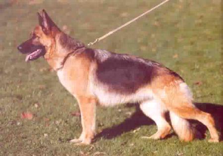 Katja von Arminius | German Shepherd Dog 