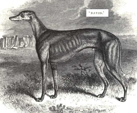 David [Mr Long's] | Greyhound 