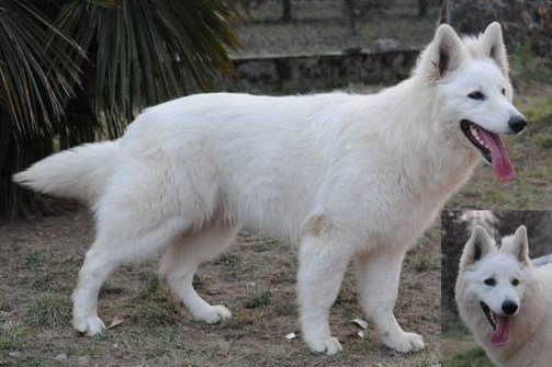 Zar del Dakota | White Swiss Shepherd Dog 