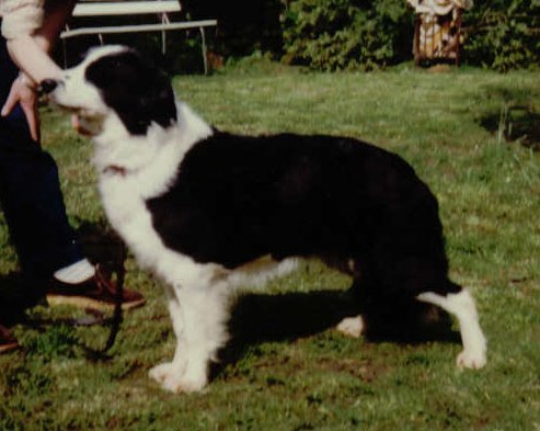 Una From Tracelyn | Border Collie 