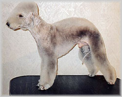 Michael Beauty Bright | Bedlington Terrier 