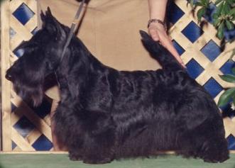 Anstamm Revelaire Renegade | Scottish Terrier 