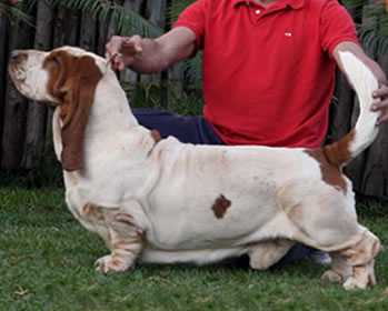 Extra Man Van Hollandheim | Basset Hound 