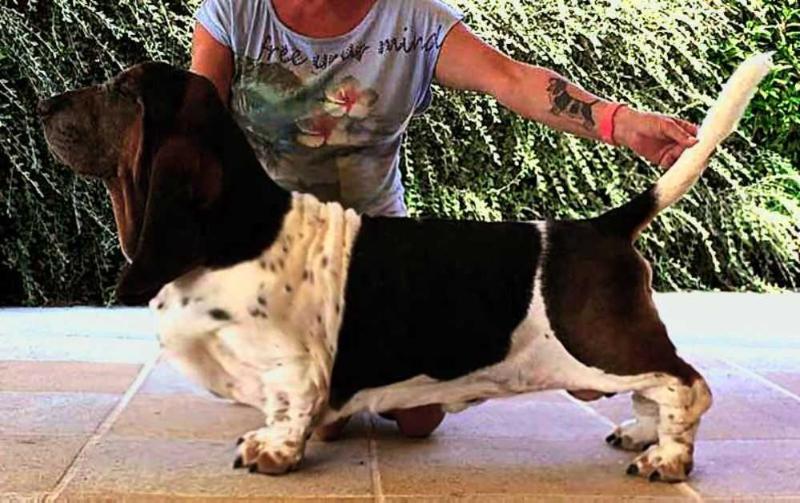 LUNA CAPRESE FEEL THE BEAT | Basset Hound 