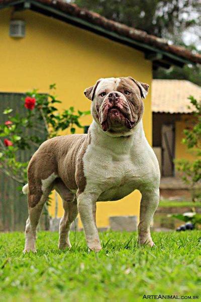 SUNSHINEBULLS' CASH | Olde English Bulldogge 