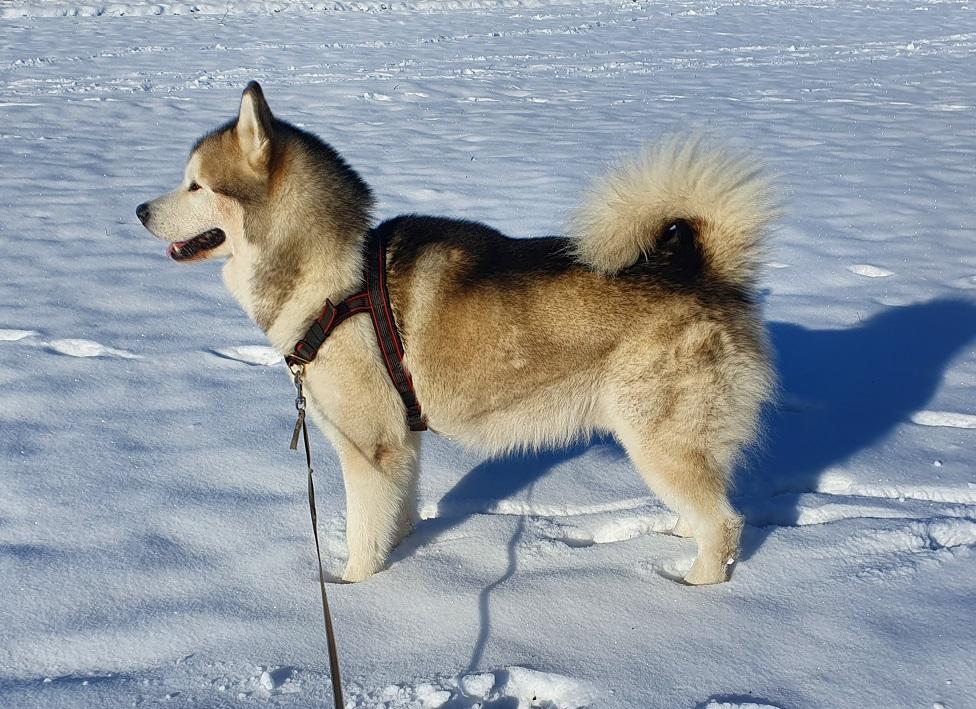 Apis Mal-Mother | Alaskan Malamute 