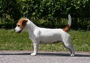 Dirtdigger's Cruella De Vil | Jack Russell Terrier 