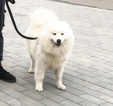 Svargas Alyaska | Samoyed 