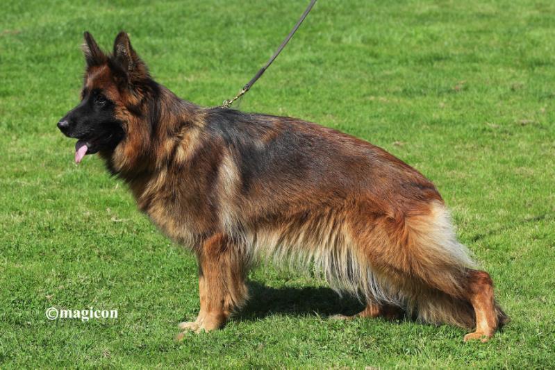Myca von Santamar | German Shepherd Dog 