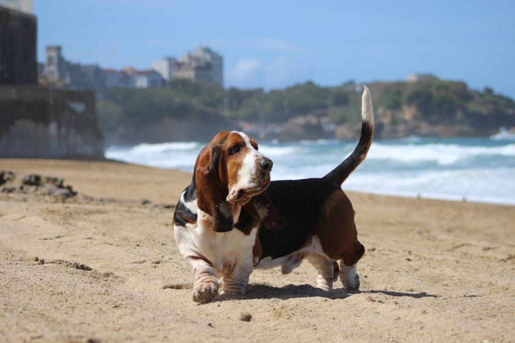 little athos du haras de la vergne | Basset Hound 