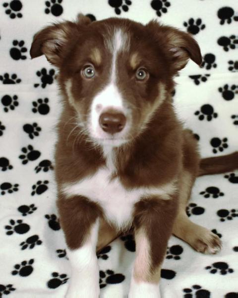 AWE2C Pluto (Rocket Dog) | Border Collie 