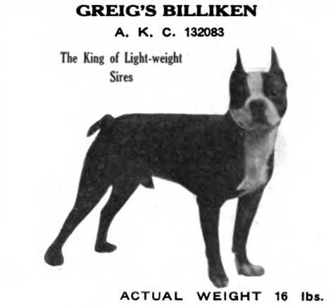 Greig's Billiken 132083 vXXVI | Boston Terrier 