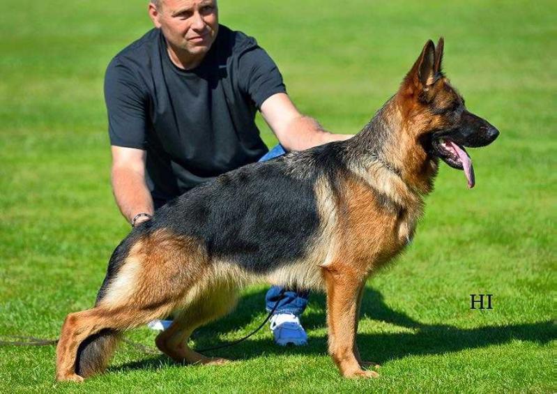 Imani von der Piste Trophe | German Shepherd Dog 