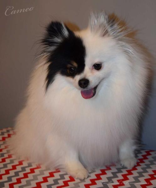 LaShomb's Piebald Princess Cameo | Pomeranian 