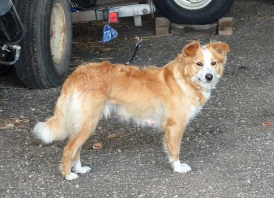 Wyss' Zoe of Cedar Creek | English Shepherd 