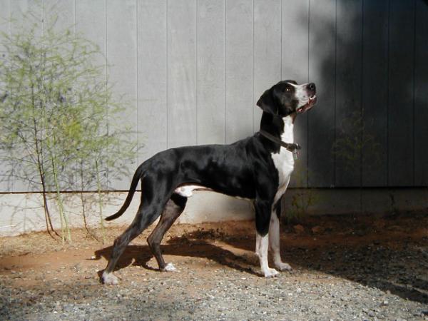 Windridge's Et Tu Fils | Catahoula Leopard Dog 