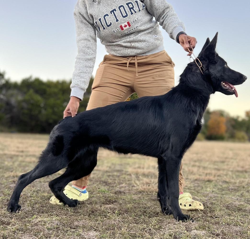 Cider z Hrdinneho Odvahy | German Shepherd Dog 