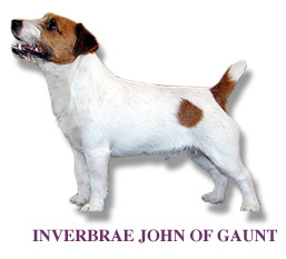 Invebrae John of Gaunt | Jack Russell Terrier 