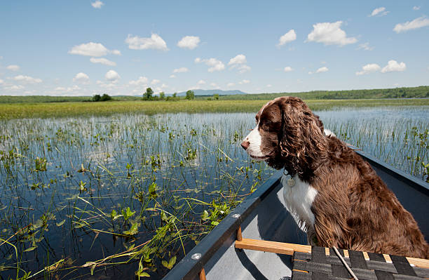American Water Spaniel