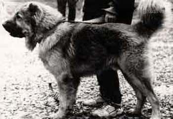 CHINGIZ-HAN (HRAPKO) | Caucasian Mountain Dog 
