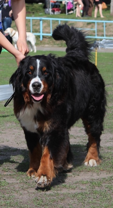 Pandora Starzhy | Bernese Mountain Dog 