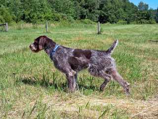 Ariels Justa Gotta Go Now | German Wirehaired Pointer 