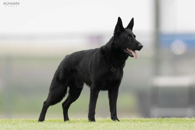 L'Meister vom Germelhaus | German Shepherd Dog 