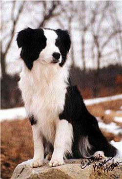 Borderfame Brooklyn RoadS | Border Collie 