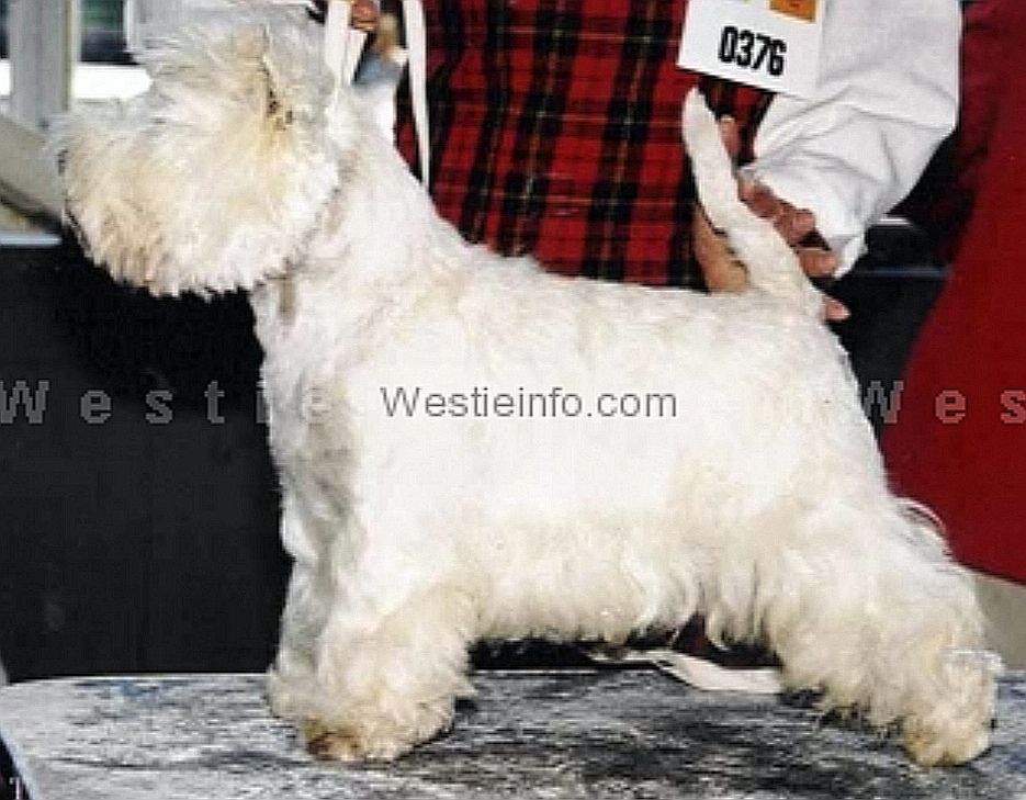 Bellevue Special Attraction of Ashgate | West Highland White Terrier 
