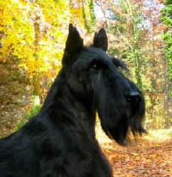 Dragoon Spectator | Scottish Terrier 