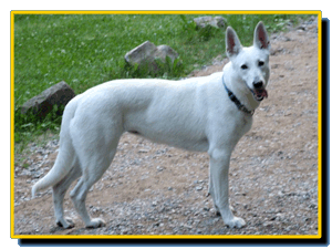 Brebis Blanc Taien | White Swiss Shepherd Dog 