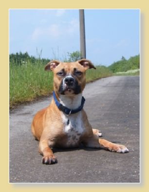 Cessy vom Waldachtal | American Staffordshire Terrier 