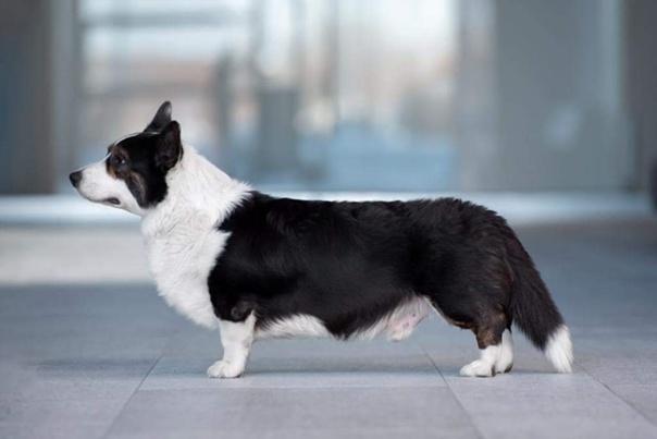 INGERMANLANDIJA ALSHAIN | Cardigan Welsh Corgi 