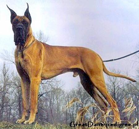 Wiking Insolent Aurifex | Great Dane 