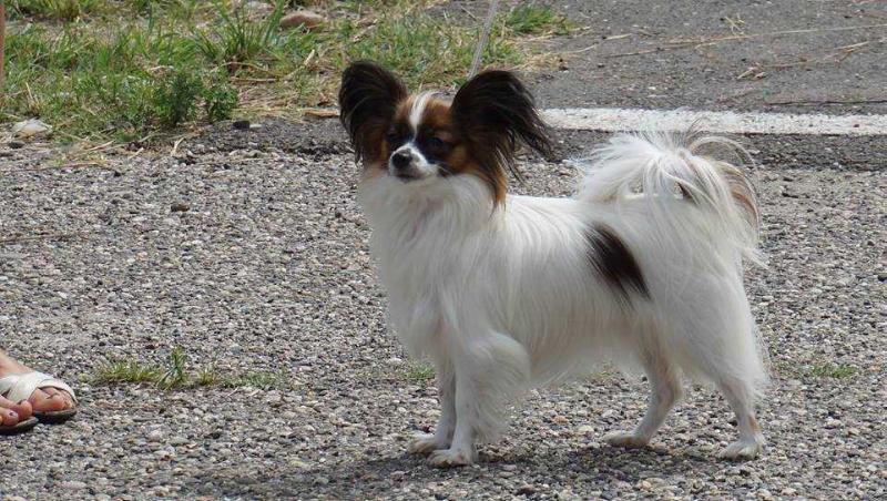 Kokett Alluring Popsy | Papillon 