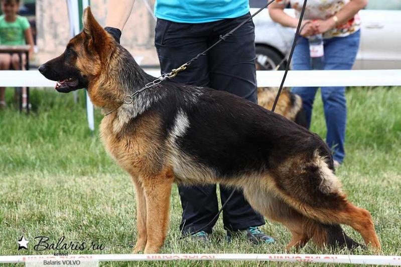 Balaris VOLVO | German Shepherd Dog 
